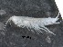  (Niphargus aquilex - RMNH.5009283)  @11 [ ] CreativeCommons - Attribution Non-Commercial Share-Alike (2018) Unspecified Naturalis Biodiversity Center