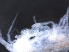  ( - RMNH.5009283)  @11 [ ] CreativeCommons - Attribution Non-Commercial Share-Alike (2018) Unspecified Naturalis Biodiversity Center