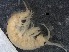  ( - RMNH.5009284)  @11 [ ] CreativeCommons - Attribution Non-Commercial Share-Alike (2018) Unspecified Naturalis Biodiversity Center