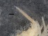  ( - RMNH.5009284)  @11 [ ] CreativeCommons - Attribution Non-Commercial Share-Alike (2018) Unspecified Naturalis Biodiversity Center