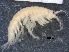  ( - RMNH.5009285)  @11 [ ] CreativeCommons - Attribution Non-Commercial Share-Alike (2018) Unspecified Naturalis Biodiversity Center