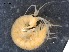  ( - RMNH.5009287)  @11 [ ] CreativeCommons - Attribution Non-Commercial Share-Alike (2018) Unspecified Naturalis Biodiversity Center