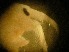  ( - RMNH.5012334)  @11 [ ] CreativeCommons - Attribution Non-Commercial Share-Alike (2018) Unspecified Naturalis Biodiversity Center