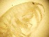  ( - RMNH.5012334)  @11 [ ] CreativeCommons - Attribution Non-Commercial Share-Alike (2018) Unspecified Naturalis Biodiversity Center