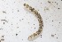  ( - RMNH.5012338)  @11 [ ] CreativeCommons - Attribution Non-Commercial Share-Alike (2018) Unspecified Naturalis Biodiversity Center