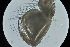  ( - RMNH.5012344)  @11 [ ] CreativeCommons - Attribution Non-Commercial Share-Alike (2018) Unspecified Naturalis Biodiversity Center