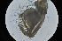  ( - RMNH.5012344)  @11 [ ] CreativeCommons - Attribution Non-Commercial Share-Alike (2018) Unspecified Naturalis Biodiversity Center