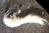  (Niphargus schellenbergi - RMNH.5012344)  @11 [ ] CreativeCommons - Attribution Non-Commercial Share-Alike (2018) Unspecified Naturalis Biodiversity Center