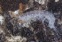  ( - RMNH.5012344)  @11 [ ] CreativeCommons - Attribution Non-Commercial Share-Alike (2018) Unspecified Naturalis Biodiversity Center