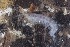  ( - RMNH.5012344)  @11 [ ] CreativeCommons - Attribution Non-Commercial Share-Alike (2018) Unspecified Naturalis Biodiversity Center