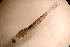 ( - RMNH.5012351)  @11 [ ] CreativeCommons - Attribution Non-Commercial Share-Alike (2018) Unspecified Naturalis Biodiversity Center