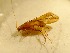  ( - RMNH.5012366)  @11 [ ] CreativeCommons - Attribution Non-Commercial Share-Alike (2018) Unspecified Naturalis Biodiversity Center