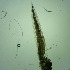  ( - RMNH.5012400)  @11 [ ] CreativeCommons - Attribution Non-Commercial Share-Alike (2018) Unspecified Naturalis Biodiversity Center