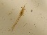  ( - RMNH.5012400)  @11 [ ] CreativeCommons - Attribution Non-Commercial Share-Alike (2018) Unspecified Naturalis Biodiversity Center