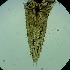  ( - RMNH.5012400)  @11 [ ] CreativeCommons - Attribution Non-Commercial Share-Alike (2018) Unspecified Naturalis Biodiversity Center