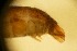  ( - RMNH.5015446)  @11 [ ] CreativeCommons - Attribution Non-Commercial Share-Alike (2018) Unspecified Naturalis Biodiversity Center
