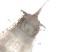  ( - RMNH.5015472)  @11 [ ] CreativeCommons - Attribution Non-Commercial Share-Alike (2018) Unspecified Naturalis Biodiversity Center