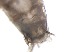  ( - RMNH.5015473)  @11 [ ] CreativeCommons - Attribution Non-Commercial Share-Alike (2018) Unspecified Naturalis Biodiversity Center