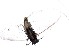  ( - RMNH.5015473)  @11 [ ] CreativeCommons - Attribution Non-Commercial Share-Alike (2018) Unspecified Naturalis Biodiversity Center