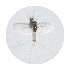  ( - RMNH.5015478)  @11 [ ] CreativeCommons - Attribution Non-Commercial Share-Alike (2018) Unspecified Naturalis Biodiversity Center