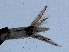  ( - RMNH.5015497)  @11 [ ] CreativeCommons - Attribution Non-Commercial Share-Alike (2018) Unspecified Naturalis Biodiversity Center
