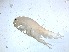  ( - RMNH.5015509)  @11 [ ] CreativeCommons - Attribution Non-Commercial Share-Alike (2018) Unspecified Naturalis Biodiversity Center