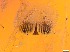  (Dixella amphibia - RMNH.5091640)  @11 [ ] CreativeCommons - Attribution Non-Commercial Share-Alike (2018) Unspecified Naturalis Biodiversity Center