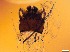  ( - RMNH.5091640)  @11 [ ] CreativeCommons - Attribution Non-Commercial Share-Alike (2018) Unspecified Naturalis Biodiversity Center