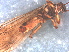  ( - RMNH.INS.546707)  @11 [ ] CreativeCommons - Attribution Non-Commercial Share-Alike (2017) Unspecified Naturalis Biodiversity Center