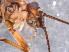  ( - RMNH.INS.546718)  @11 [ ] CreativeCommons - Attribution Non-Commercial Share-Alike (2017) Unspecified Naturalis Biodiversity Center