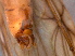  ( - RMNH.INS.546718)  @11 [ ] CreativeCommons - Attribution Non-Commercial Share-Alike (2017) Unspecified Naturalis Biodiversity Center