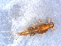  ( - RMNH.INS.546742)  @11 [ ] CreativeCommons - Attribution Non-Commercial Share-Alike (2017) Unspecified Naturalis Biodiversity Center
