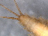  ( - RMNH.INS.546742)  @11 [ ] CreativeCommons - Attribution Non-Commercial Share-Alike (2017) Unspecified Naturalis Biodiversity Center