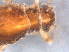  ( - RMNH.INS.546742)  @11 [ ] CreativeCommons - Attribution Non-Commercial Share-Alike (2017) Unspecified Naturalis Biodiversity Center