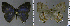  ( - CF-LYC-1009)  @11 [ ] CreativeCommons - Attribution Non-Commercial Share-Alike (2019) C. FAYNEL MNHN, Paris