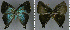  ( - CF-LYC-1031)  @11 [ ] CreativeCommons - Attribution Non-Commercial Share-Alike (2019) C. FAYNEL MNHN, Paris