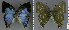  ( - CF-LYC-1032)  @11 [ ] CreativeCommons - Attribution Non-Commercial Share-Alike (2019) C. FAYNEL MNHN, Paris