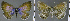  ( - CF-LYC-1037)  @11 [ ] CreativeCommons - Attribution Non-Commercial Share-Alike (2019) C. FAYNEL MNHN, Paris