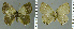  ( - CF-LYC-1057)  @11 [ ] by-nc-sa (2020) C. FAYNEL MNHN, Paris