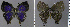  ( - CF-LYC-1093)  @11 [ ] by-nc-sa (2020) C. FAYNEL MNHN, Paris