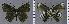  ( - CF-LYC-1102)  @11 [ ] by-nc-sa (2020) C. FAYNEL MNHN, Paris