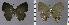  (Symbiopsis pentas - CF-LYC-1208)  @11 [ ] by-nc-sa (2021) C. FAYNEL MNHN, Paris