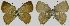  (Podanotum sp. RCB4W - CF-LYC-1223)  @11 [ ] by-nc-sa (2021) P. BOYER Jagiellonian University, Cracovia, Poland