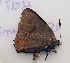  ( - CF-LYC-1246)  @11 [ ] by-nc-sa (2021) C. FAYNEL MNHN, Paris