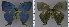  ( - CF-LYC-1302)  @11 [ ] by-nc-sa (2021) C. FAYNEL MNHN, Paris