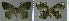  ( - CF-LYC-1424)  @11 [ ] by-nc-sa (2021) C. FAYNEL MNHN, Paris