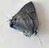  ( - CF-LYC-1433)  @11 [ ] by-nc-sa (2021) C. FAYNEL MNHN, Paris