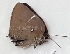  ( - CF-LYC-1439)  @11 [ ] by-nc-sa (2021) C. FAYNEL MNHN, Paris