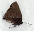  ( - CF-LYC-1468)  @11 [ ] by-nc-sa (2021) C. FAYNEL MNHN, Paris
