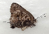  ( - CF-LYC-1471)  @11 [ ] by-nc-sa (2021) C. FAYNEL MNHN, Paris